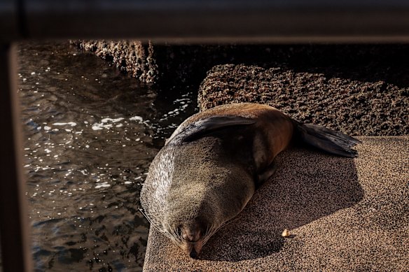 Seal of approval: a sunny spot on the northern VIP steps of the Opera House, June 2022. 