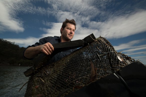 Oyster farmer, Ewan McAsh hauls in some 18-month-old Sydney rock oysters, on the Clyde River in Batemans Bay, NSW. 
