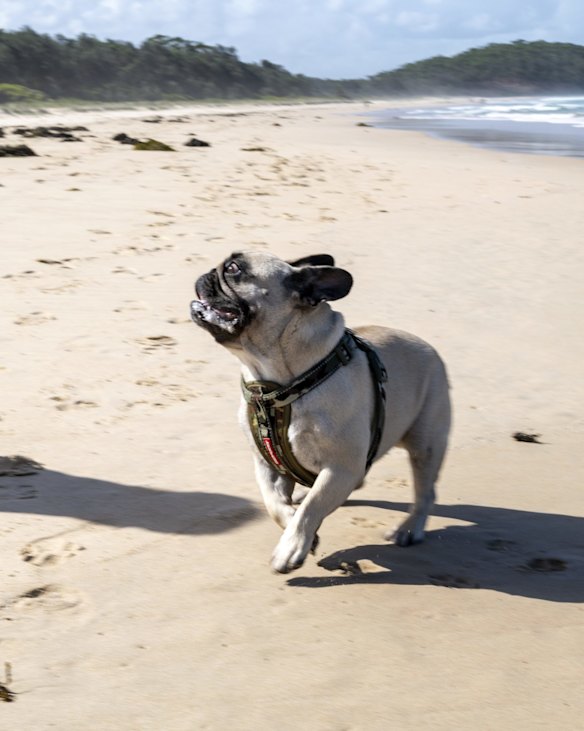 Narrawallee and Mollymook residents gather at Narrawallee beach to walk their dogs. 