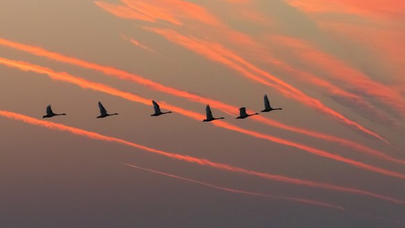 A group of swans flying under the sunset.