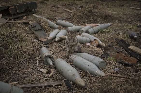 A cat sits between large shells abandoned by retreating Russian forces or retrieved from destroyed fighting vehicles in the village of Andriivka.