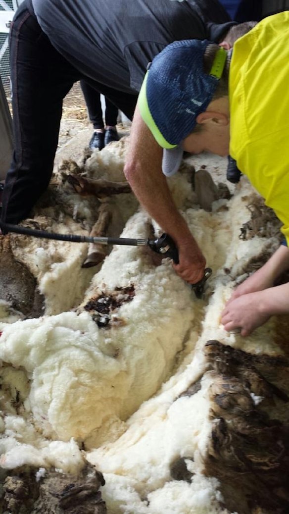 The RSPCA estimates the fleece weighed more than 40kg of wool
