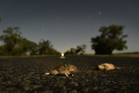Dead mice under moonlight on the outskirts of Coonamble. In the far distance, a road train approaches. 