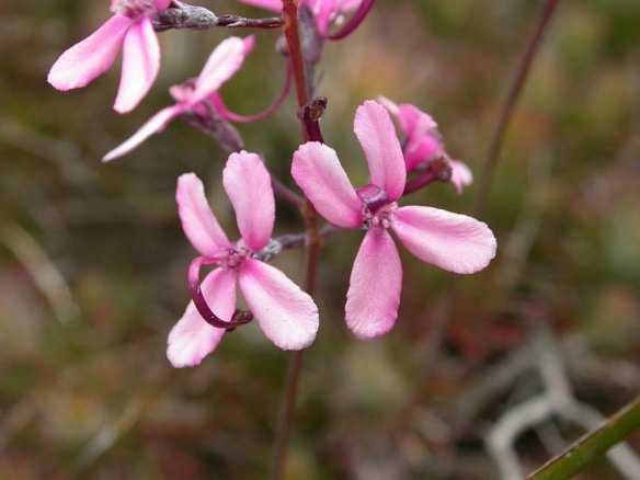 Stylidium brunonianum