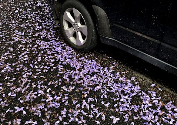 Jacarandas drop a carpet of flowers on the road in Summer Hill.
