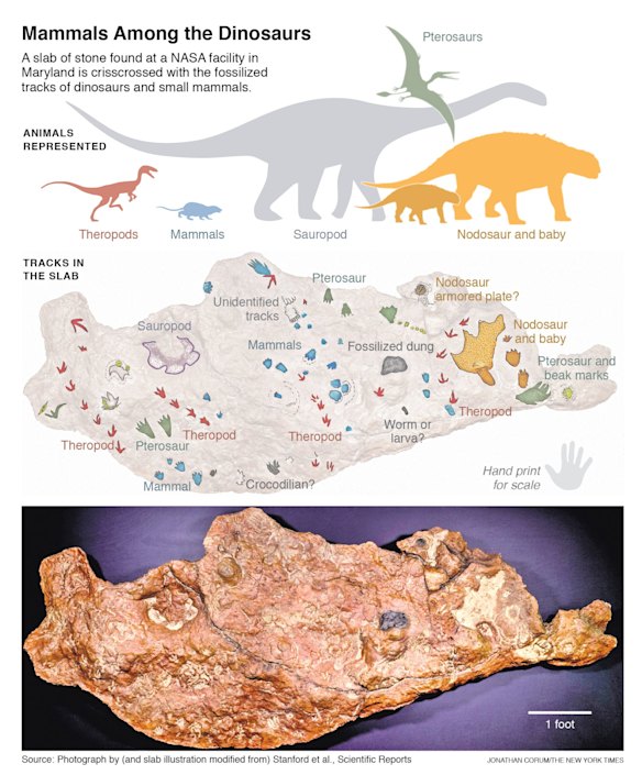 a nearly 9-foot slab of rock found in a parking lot on the grounds of NASA's Goddard Spaceflight Centre in Maryland that holds the fossilised tracks of several dinosaurs and even a few early mammals. The site was almost obliterated before the rock was unearthed.  