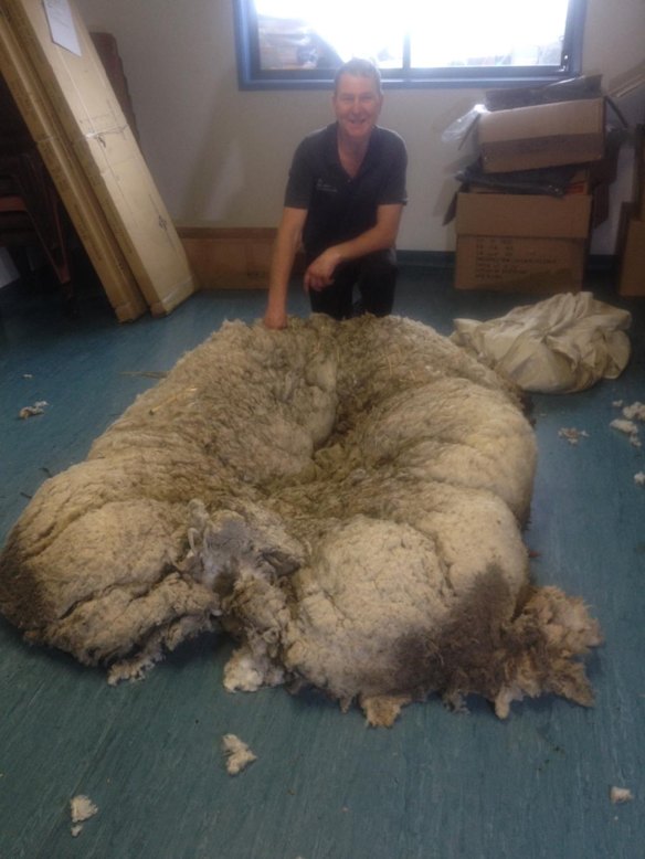 Ian Elkins with the giant fleece. 