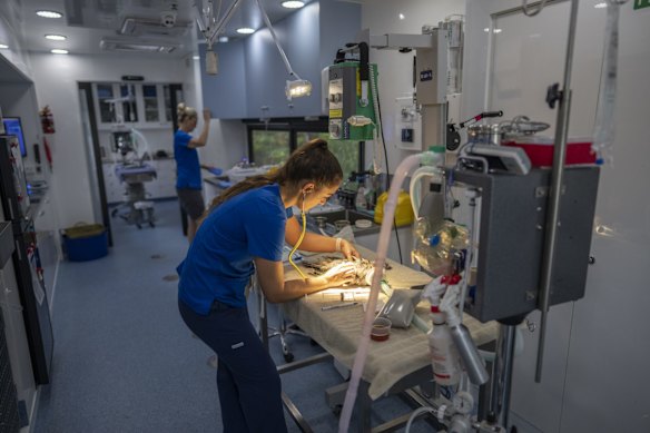 A tawny frogmouth under examination at the Byron Bay wildlife hospital, in New South Wales.