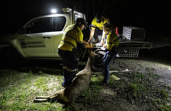 Biosecurity officers, from left, Gareth Cleal, Lee Parker and Annaliese Geddes drag the deer onto the ute to be processed.