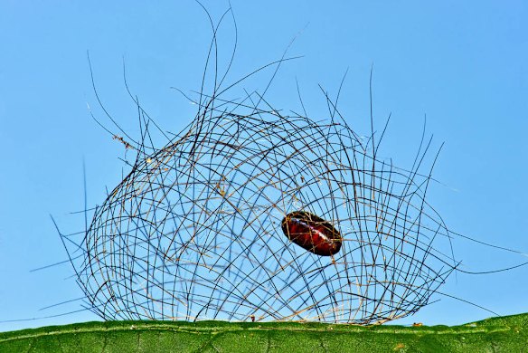 2012 New Scientist Eureka Prize for Science Photography Top Ten. Killer in a Cage. Cyana meyricki caterpillars are covered in a protective spiny layer of urticating hairs. When ready to pupate, the caterpillar binds these hairs together with silk to construct an intricate protective cage around itself. The pupa inside this cage however does not belong to a caterpillar; rather, it is that of a parasitoid tachinid fly which has devoured the caterpillar from the inside out and now hangs safely out of reach of potential predators.