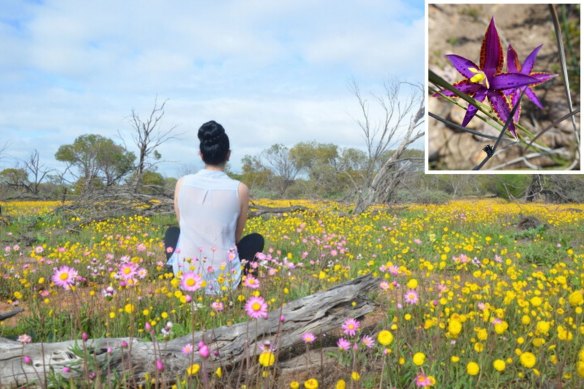 Composite image: The everlasting season brings with it a rush of visitors to regional WA. INSET: Thelymitra porphyrosticta, Southern Queen of Sheba.