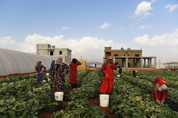 Fatima (3rd from right) from Deir ez-Zur pick cucumbers along with her sister Hala 18 years old (right) from Deir ez-Zur Syria and other female Syrian refugees to help support their families living in nearby camps in the Bekaa Valley in Lebanon.