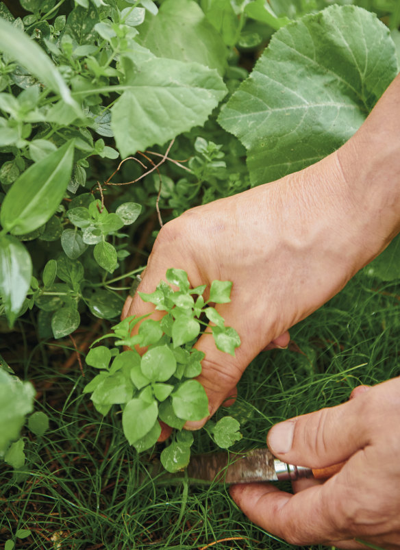 Chickweed can be used in everything from sandwiches and salads to smoothies