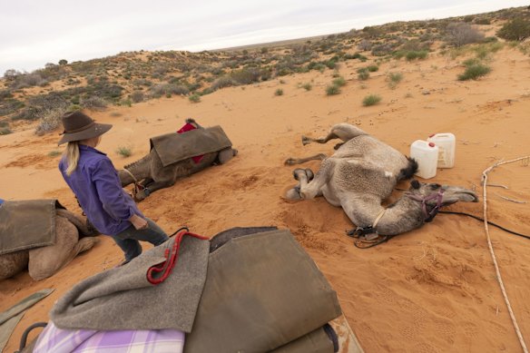 Sophie Matterson tends to her camels as camp is setup for the night in sand dunes near Oodnadatta, Australia. Sophie Matterson, 32, is on a 5,000km journey - walking with five camels coast to coast from Australia's western-most point in Shark Bay, Western Australia, to its eastern-most point in Byron Bay, New South Wales. 
