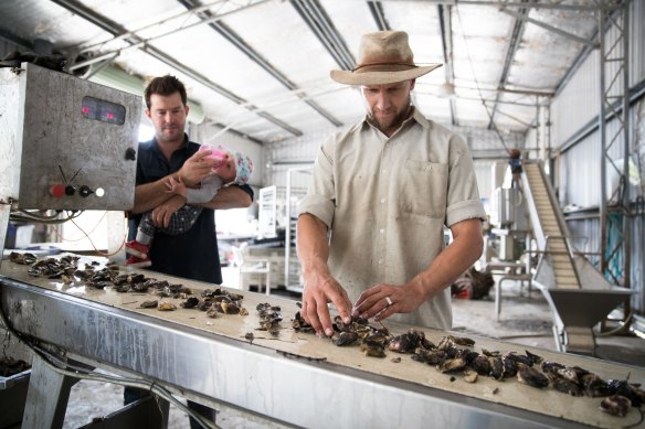 Jason Finlay sorts oysters while Ewan McAsh feeds his daughter, Ivy.