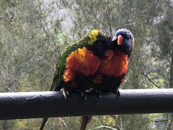 Two rainbow lorikeets shelter from rain, during storm events across Sydney.