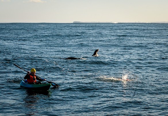Swimmer Grant Siedle re-enacts the swim of Doug Mew across the rip from Point Lonsdale to Point Nepean on the same day 13th June just wearing speedos. Two seals join Grant in the swim. Photo: Justin McManus