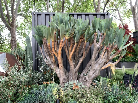 Fan aloes lent sculptural form to the show garden designed by Charlie Albone