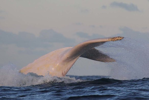 Migaloo whale watching off Botany today.