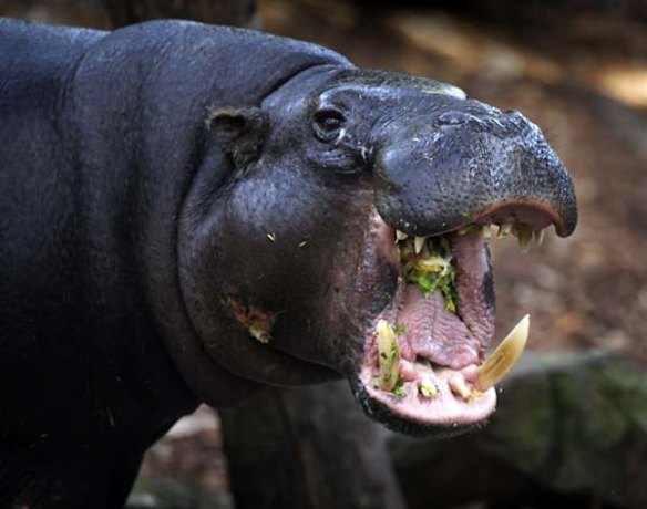 Pygmy hippo mum Petre eats lettuce and carrots in her enclosure at Taronga Zoo.