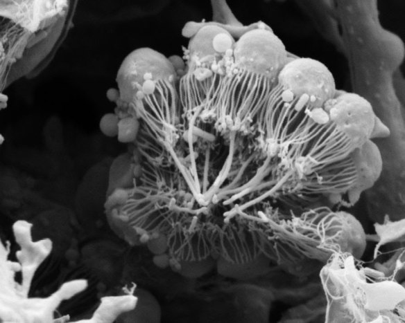An electron microscope image of individual cells, called choanocytes, found in the sea sponge Amphimedon queenslandica.