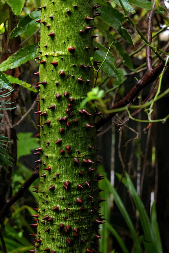 The thorny-trunked /Ceiba speciosa/