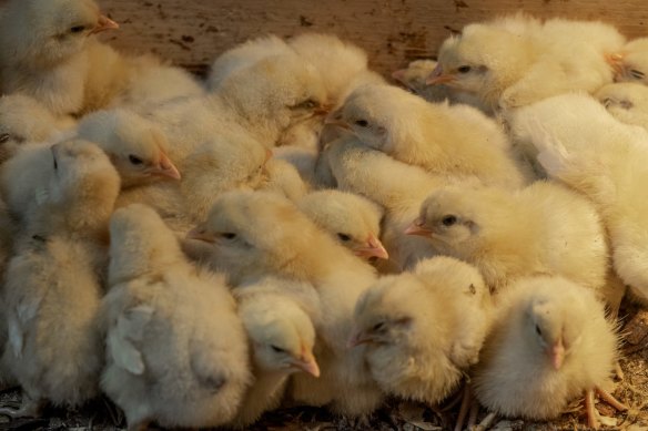 Bresse chicks at the Tathra Place Free Range family-run farm, the first in Australia to successfully rear the coveted French bread.