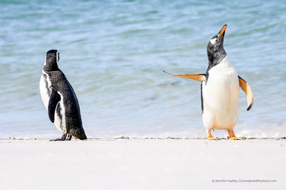 Winner of Affinity Photo 2 People's Choice Award: Jennifer Hadley (Raleigh, United States)

Title: Talk To The Fin!
Description: This was shot on the Falkland Islands. These two gentoo penguins were hanging out on the beach when one shook himself off and gave his mate the snub.
Animal: Gentoo Penguin
Location of shot: Falkland Islands 