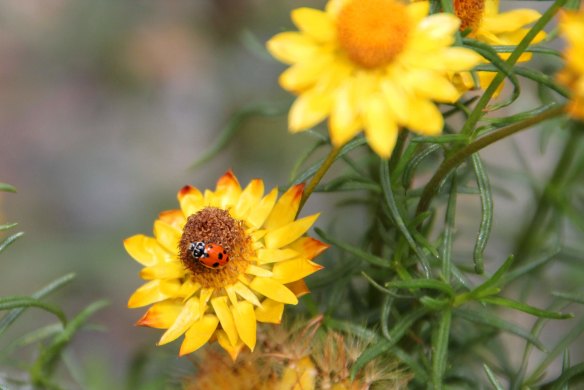 A ladybird on a Golden Everlasting (/Xerochrysum bracteatum/)