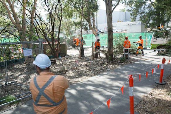 Work crews remove trees.