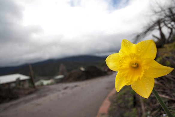 Marysville blooms on the day the Bushfire Royal Commission Report is released.