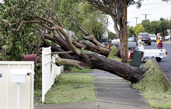 Trees create an obstacle course in Hamilton.