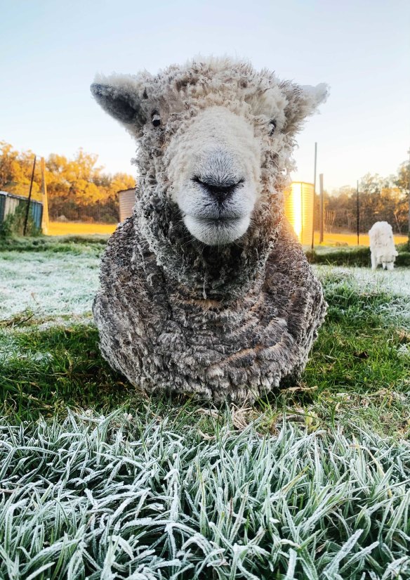 Monty the ram - who lives in Stanthorpe, near the Queensland-NSW border - on Monday morning.