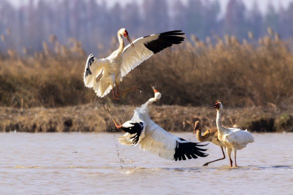 Poyang Lake in the eastern China's Jiangxi Province, which is the largest freshwater lake in China and Asia's largest winter destination for migrant birds.