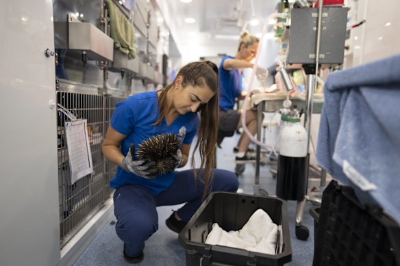 An Echidna under examination at the Byron Bay wildlife hospital, in New South Wales.