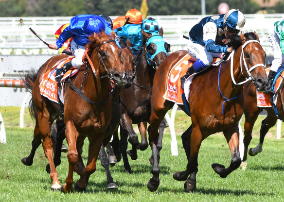 Michael Walker steers talented two-year-old Tagaloa to victory in the Blue Diamond Stakes at Caulfield.