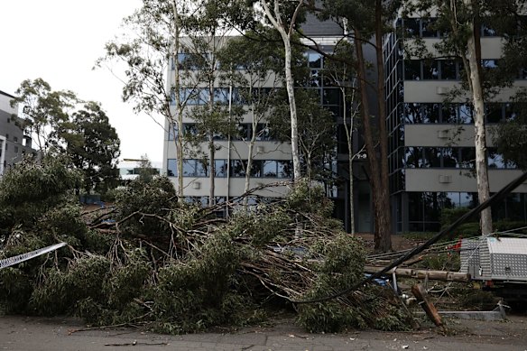 Storm damage on Merrima street in Gordon.