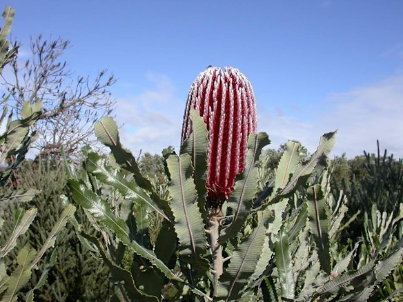 Banksia menziesii.