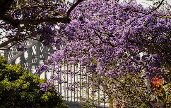 The Sydney Harbour Bridge hides behind jacarandas at Circular Quay.
