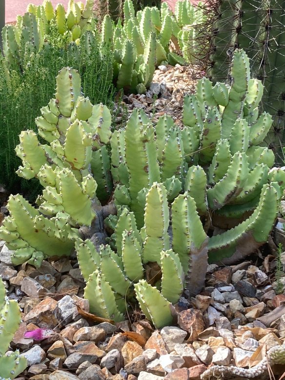 Euphorbia resinifera in the Royal Botanic Gardens’ arid garden.