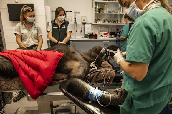 28-year-old chimpanzee Kuma undergoes a health check.