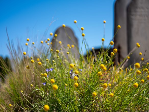 Golden billy buttons and tufted bluebells attract butterflies, bees and other wildlife.