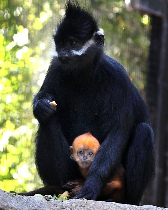 Taronga shows off orange baby monkey