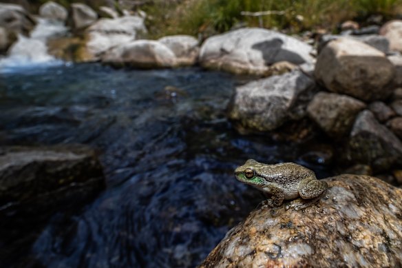 A spotted tree frog in the Kosciuszko National Park. The spotted tree frog is a distinctive frog, growing up to 6cm in length. 