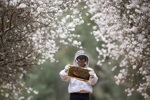 Beekeepers are expanding their hives to meet demand for pollination from almond orchards.