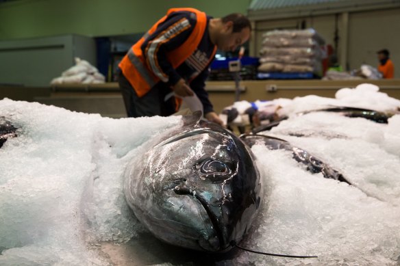 Tuna at the Sydney Fish Market.