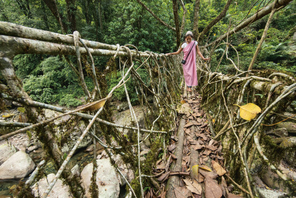 A living root bridge in India that minimises material use and environmental impact
