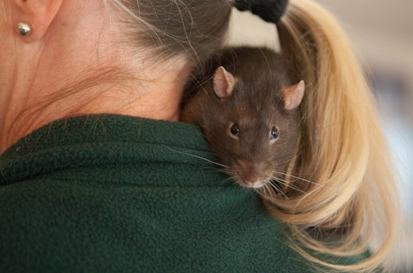 The Australian Rat Fanciers Society, no seriously