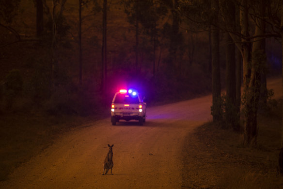 A kangaroo stops on the road after escaping from the Liberation Trail fire outside Nana Glen.