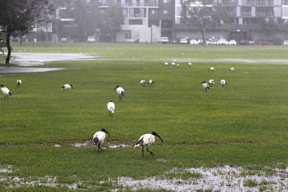 Ibis enjoy the flooded  park adjacent to Canterbury Ice Rink.